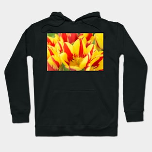 Tulipa  &#39;Colour Spectacle&#39;   Single Late Multi-flowered tulip Hoodie